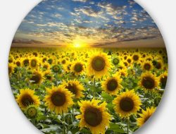 Sunflower Outdoor Wall Decor A Blooming Guide